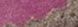 SMOKE/FUSCHIA
